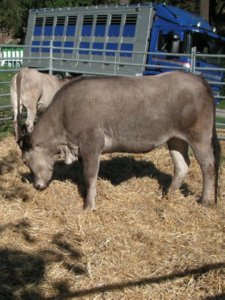Z GANADO (1)  CAMPO ESPAMICA